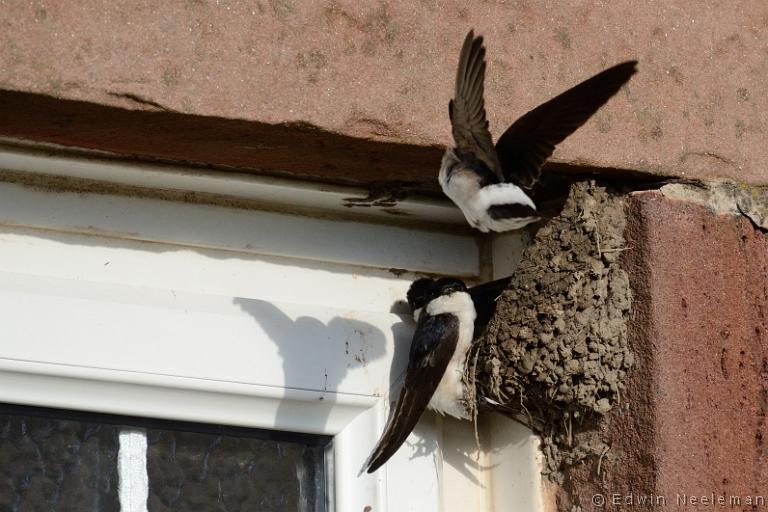 ENE-20120612-0233.jpg - [nl] Huiszwaluw ( Delichon urbica  | Waren Mill, Budle Bay, Northumberland, Engeland[en] House Martin ( Delichon urbica  | Waren Mill, Budle Bay, Northumberland, England